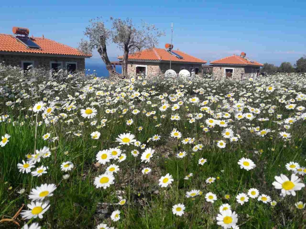 Ktima Kiourelioti Villa Skala Sykamineas Exterior photo