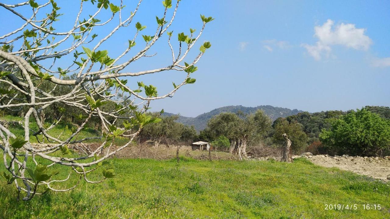 Ktima Kiourelioti Villa Skala Sykamineas Exterior photo
